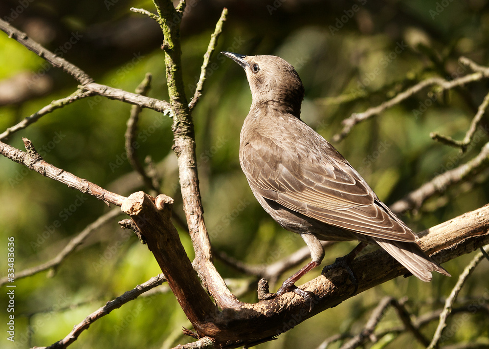 young blackbird in a tree young blackbird in a tree