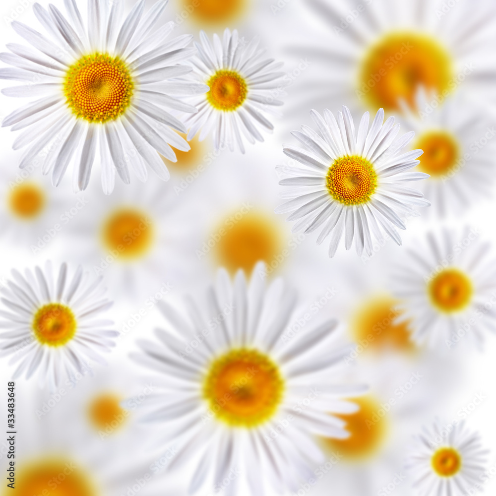 chamomile chamomile