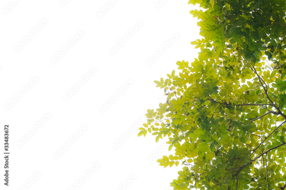 Obraz premium Green leaf