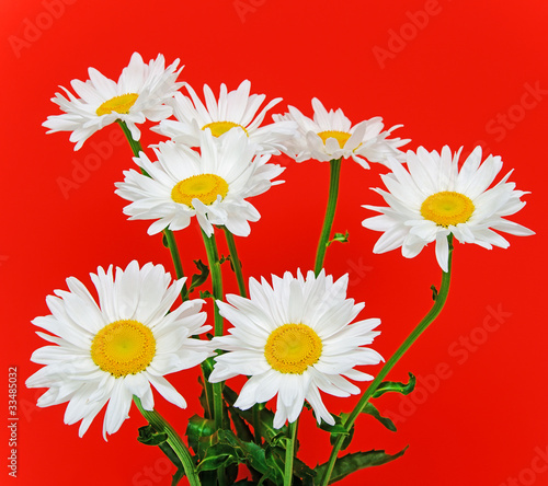 camomile on red background