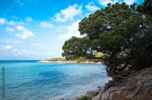 Sardinia  Italy  Costa Smeralda  wild juniper on Pevero beach