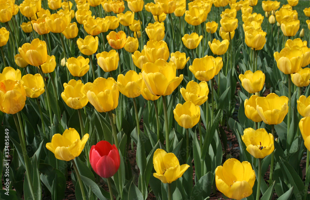 Tulips in a spring garden