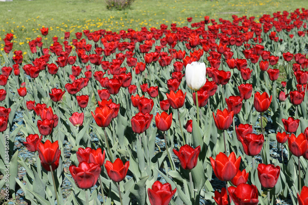 Obraz premium Tulips in a spring garden