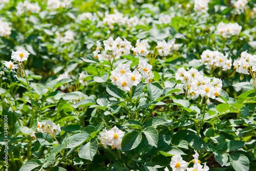 Blooming potato plant in summertime
