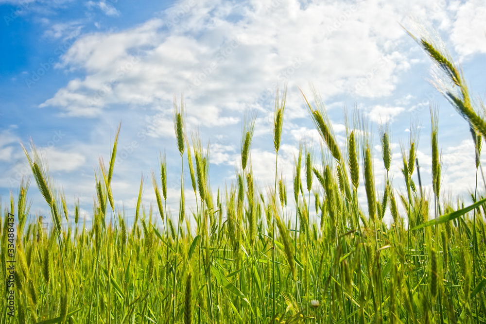 The field of young rye The field of young rye