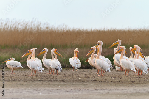 pelicans in the Danube Delta © porojnicu