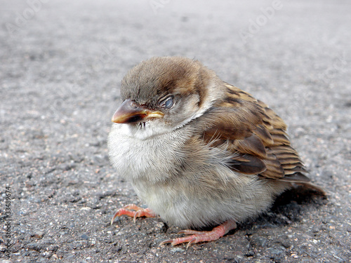 Schlafender Spatz