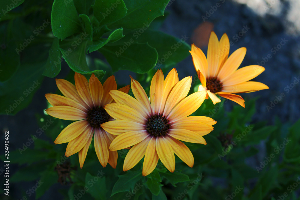 osteospermum osteospermum