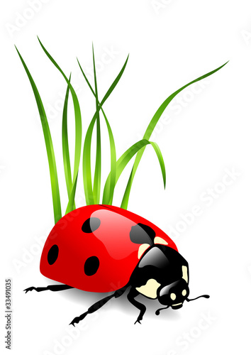 coccinelle vecteur