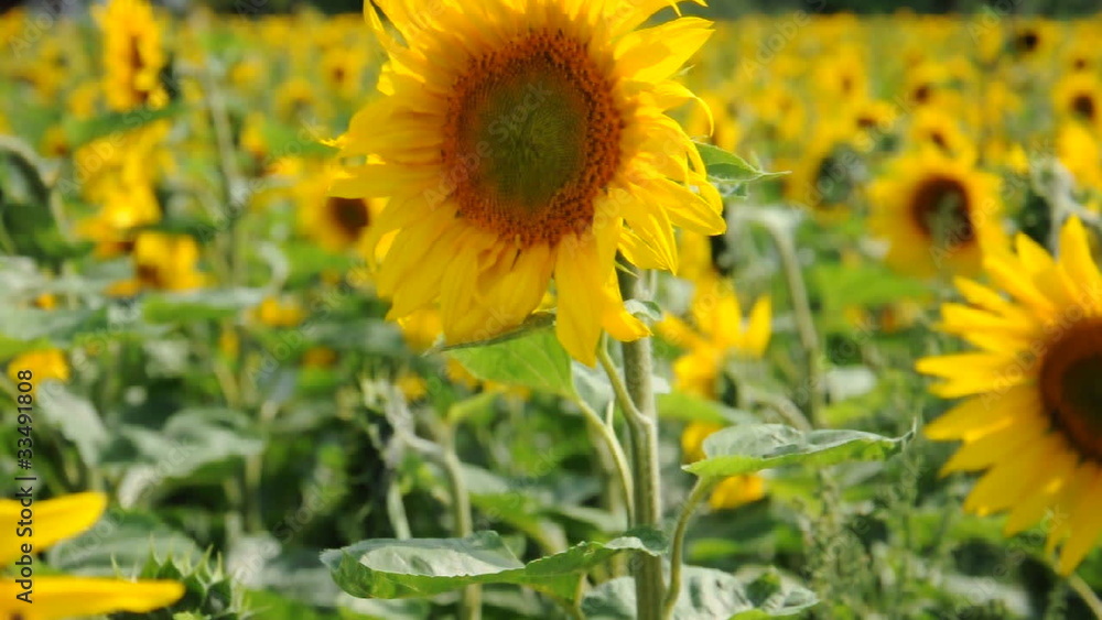 Sonnenblumen Sonnenblumen