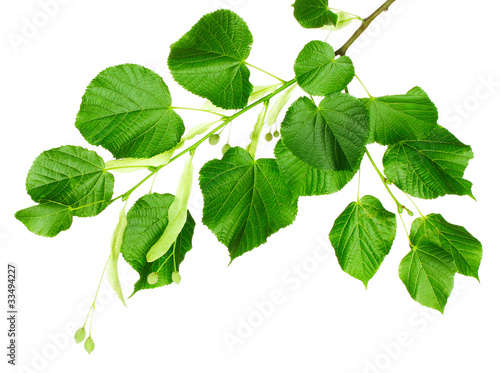 Dekoracja na wymiar  linden-green-branch-isolated-on-white