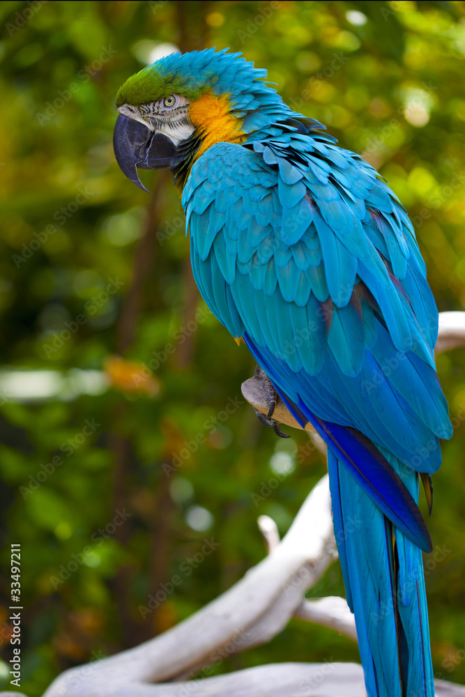 Obraz premium Blue parrot