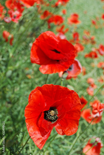 red wild poppy