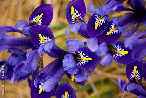 Irises photo