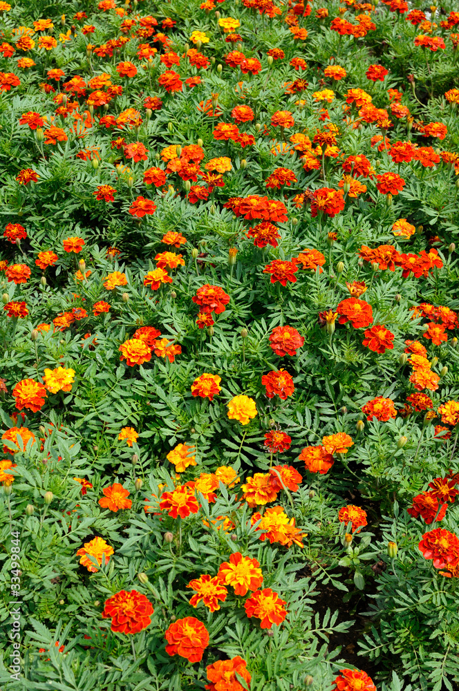 Orange flowers in garden background
