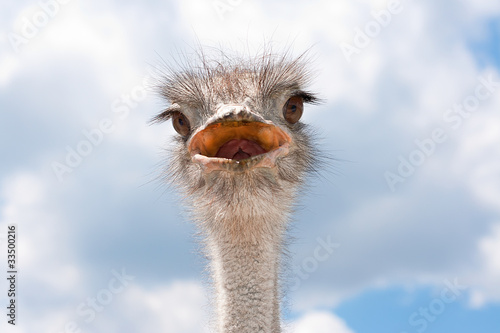 Ostrich head.