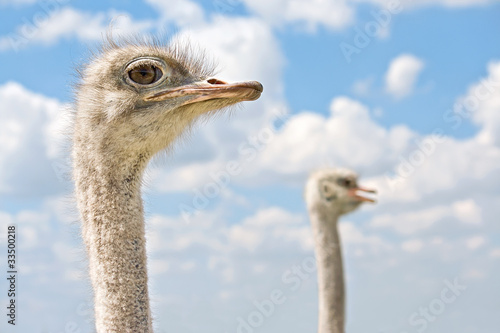Ostrich two heads.
