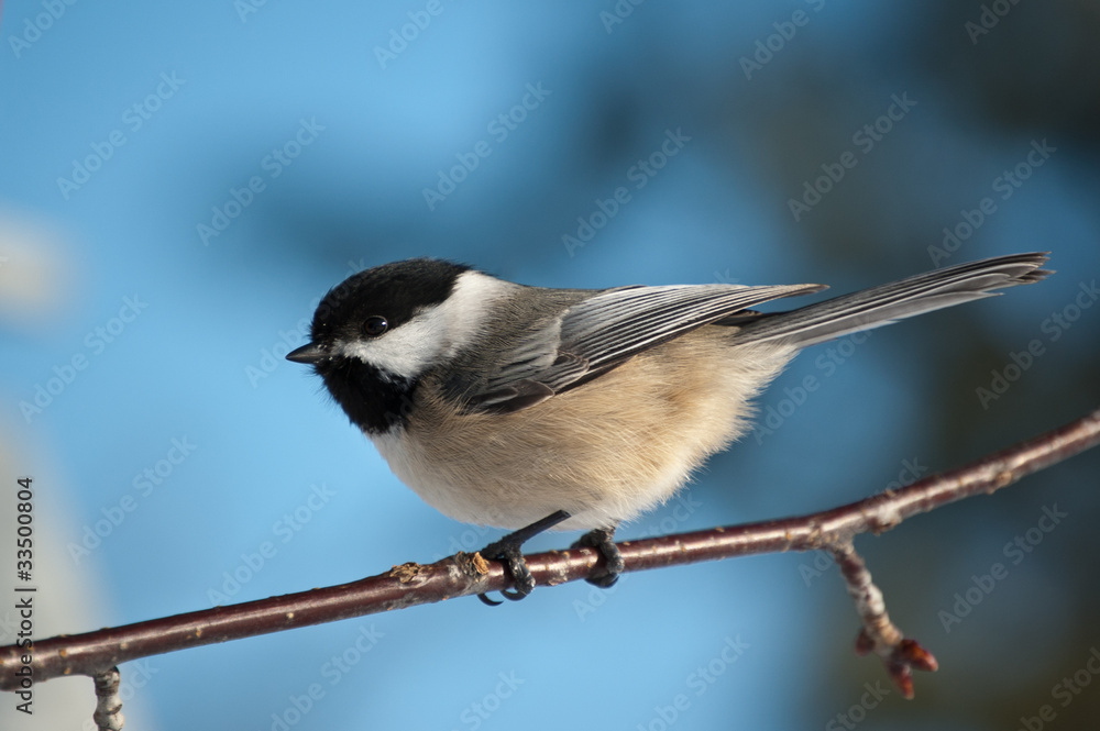 Chickadee Perching on a Branch Chickadee Perching on a Branch
