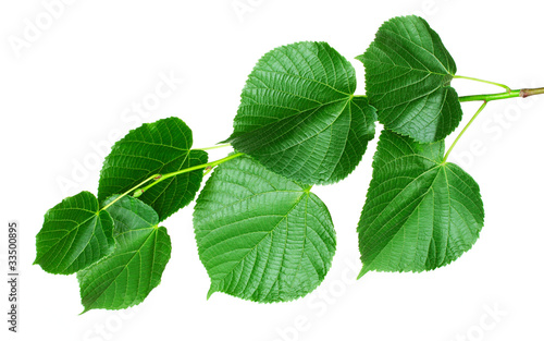 linden green leaves isolated on white