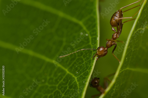 red ant power work building home © sweetcrisis