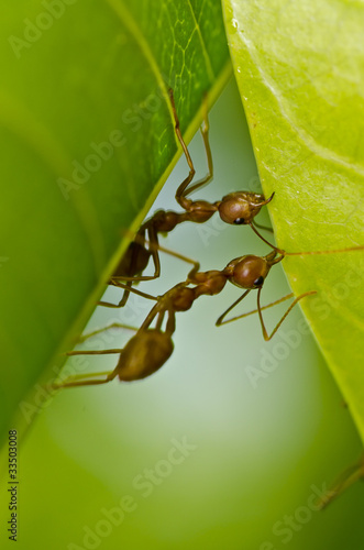 red ants team work building home