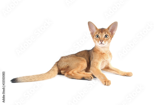 Abyssinian kitty isolated on white background