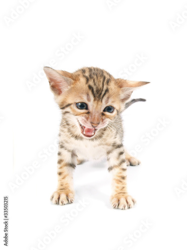 Cute bengal kitten isolated