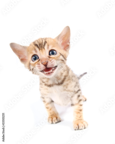 Bengal kitten isolated on white background