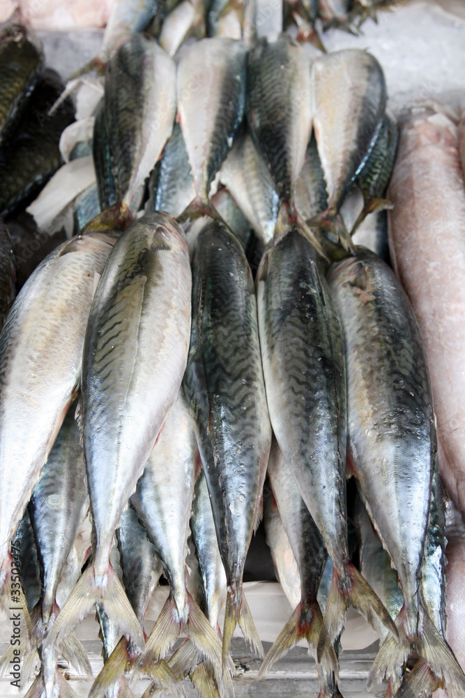 Obraz premium sgombri