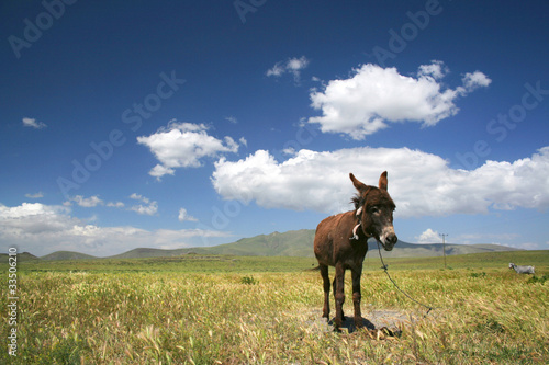 donkey grazing in a field