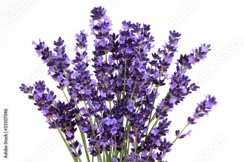 Fototapeta Naklejka Na Ścianę i Meble -  Lavender