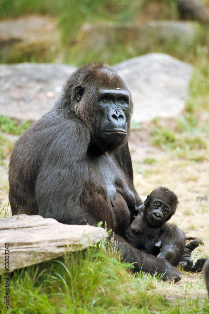 gorilla and her baby