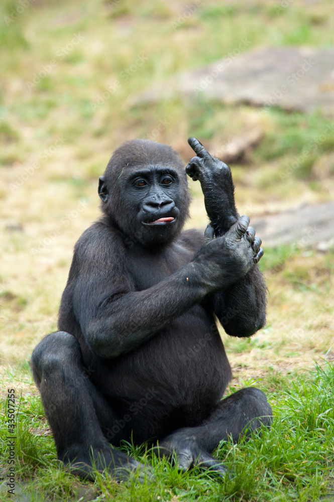 young gorilla sticking up its middle finger