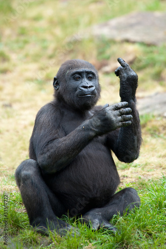 young gorilla sticking up its middle finger