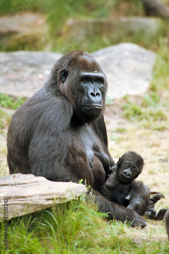 gorilla and her baby © Eric Gevaert