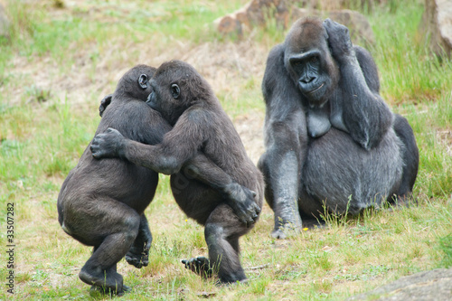 Two young gorillas dancing