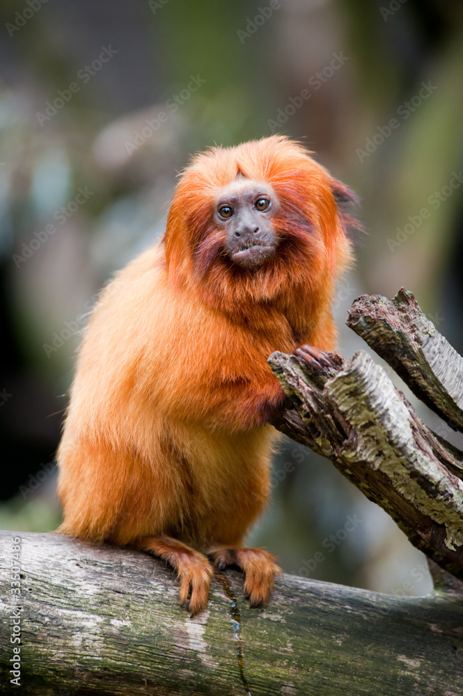 golden lion tamarin golden lion tamarin