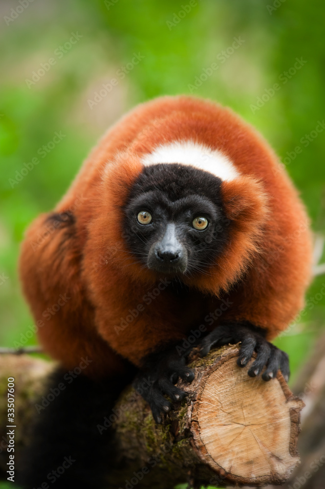 Fototapeta premium red ruffed lemur