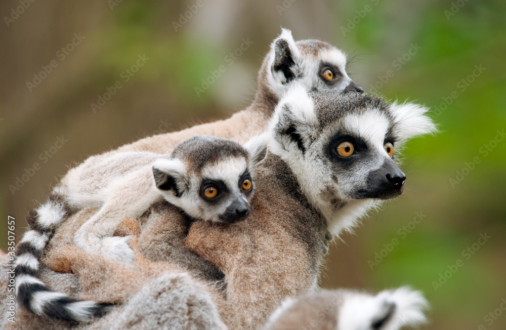 Obraz premium ring-tailed lemur with her cute babies