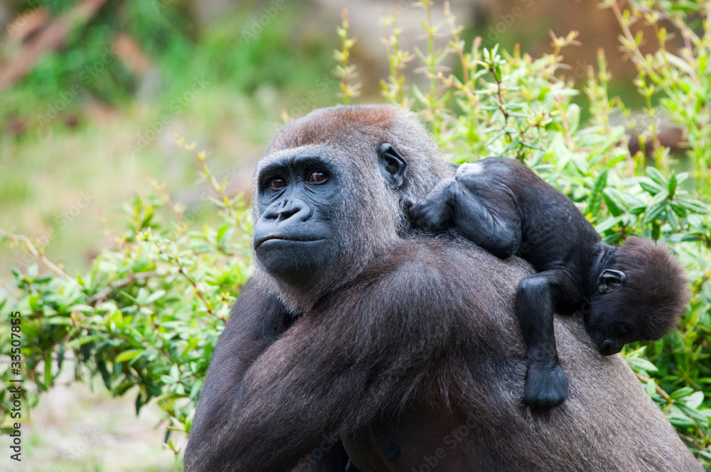 gorilla and her baby