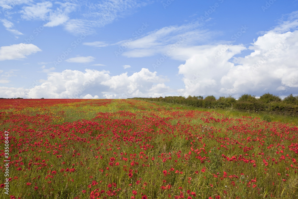 poppy field