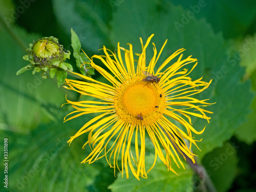 Echter Alant - Inula helenium