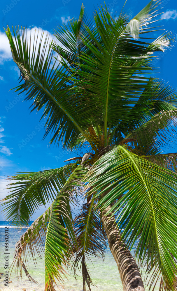 Fototapeta premium Plants Palms Garden