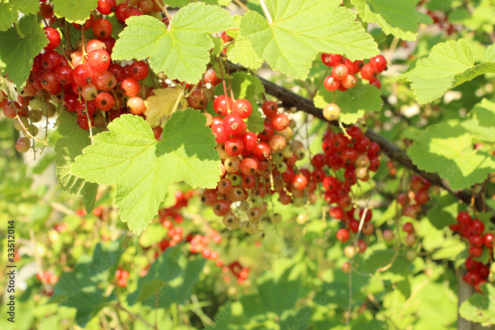 Obraz premium red berrys red currant