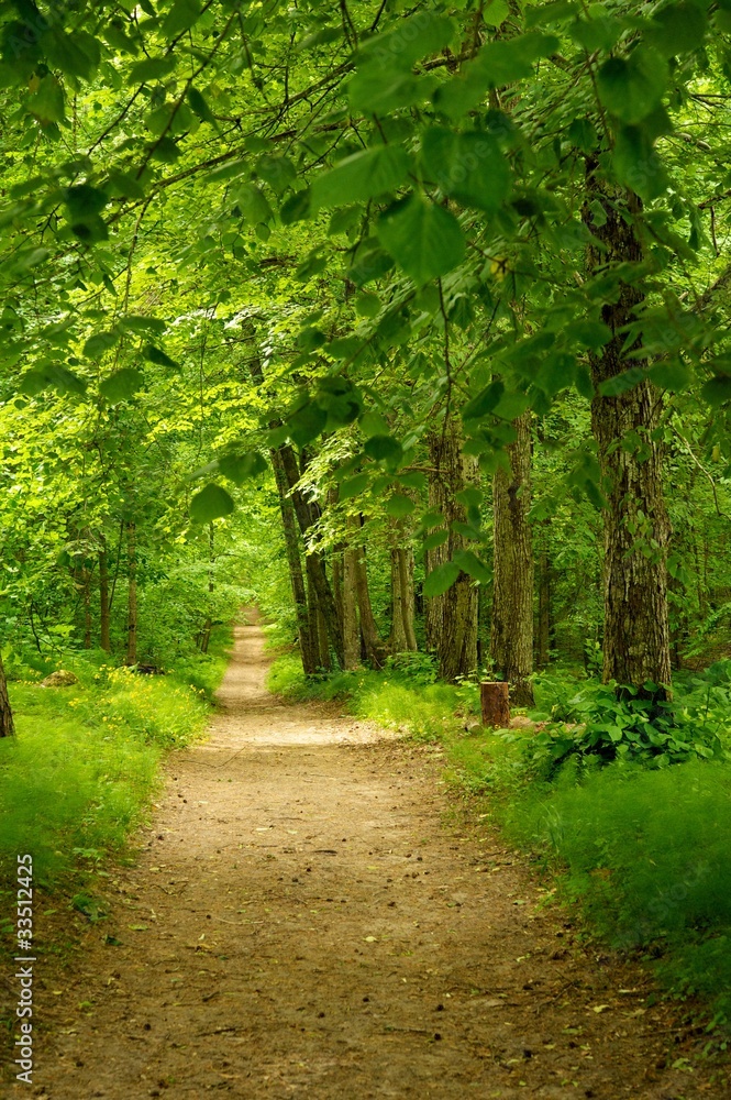 Fototapeta premium Beautiful path in forest