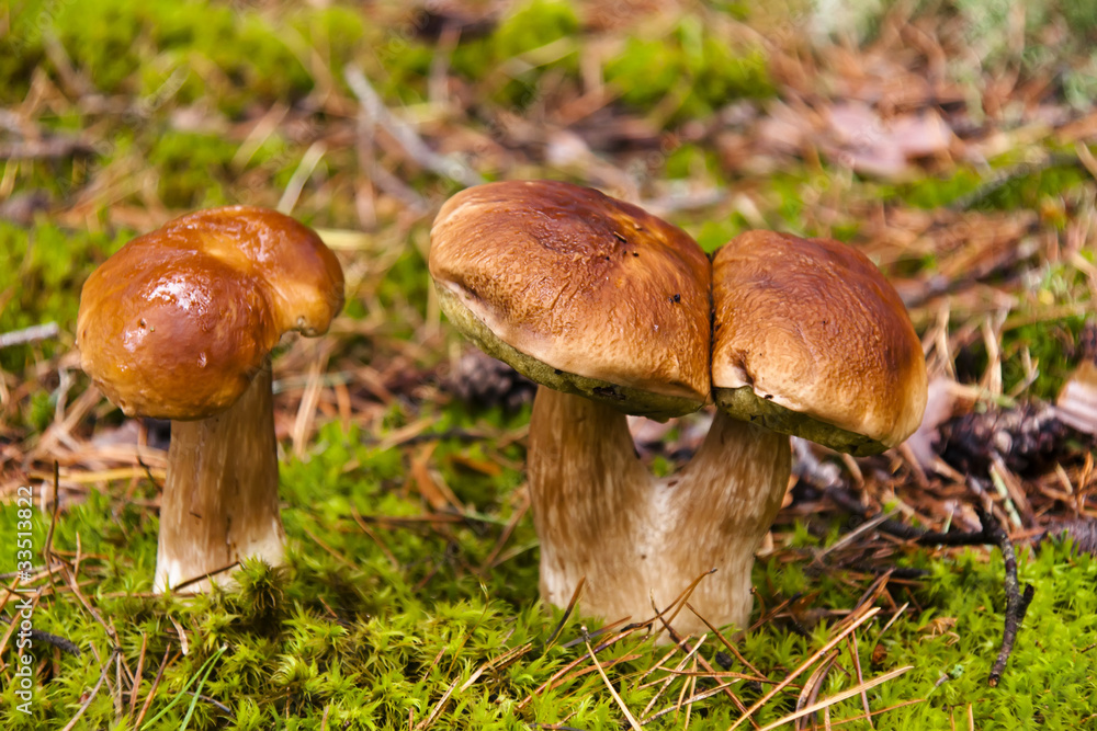 Mushroom Mushroom