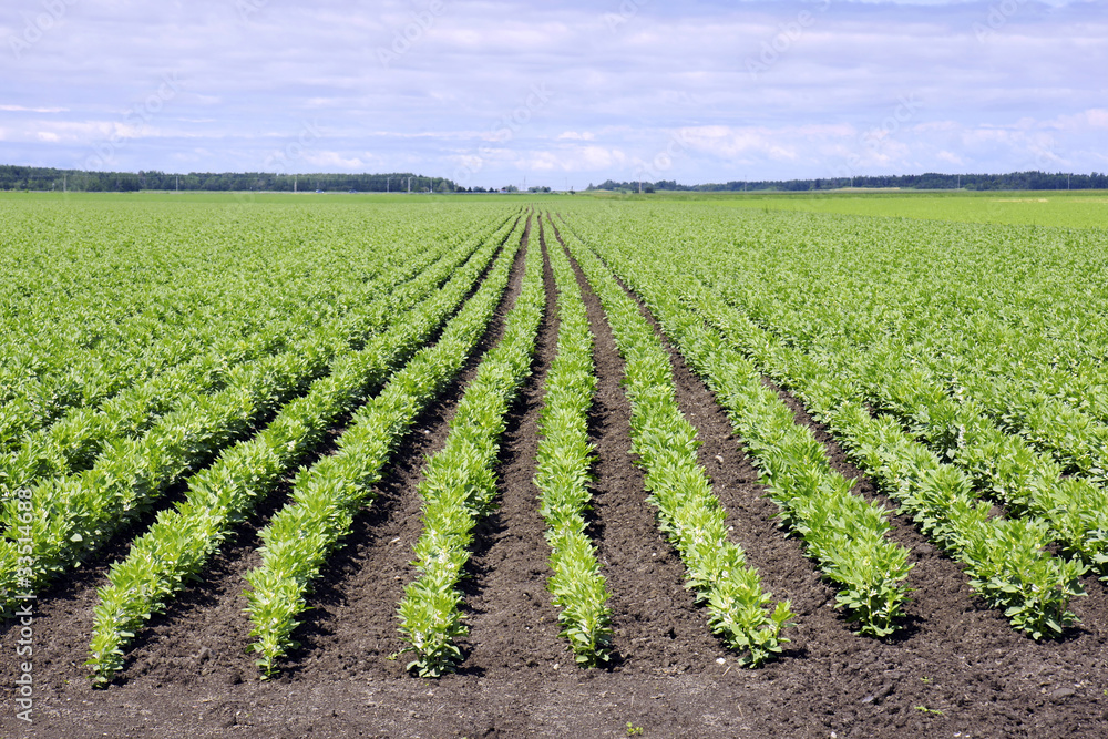 Field of broad bean