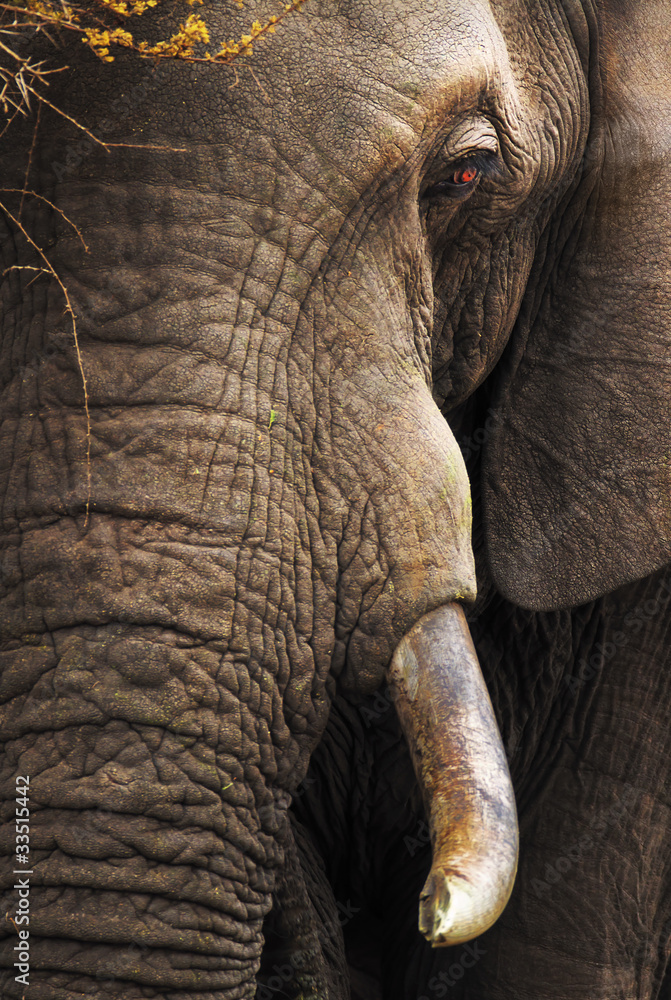 Fototapeta premium Elephant close-up portrait