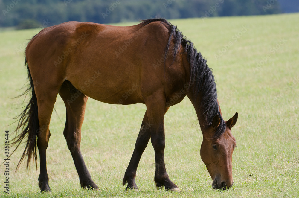 Obraz premium Pferd, Horse