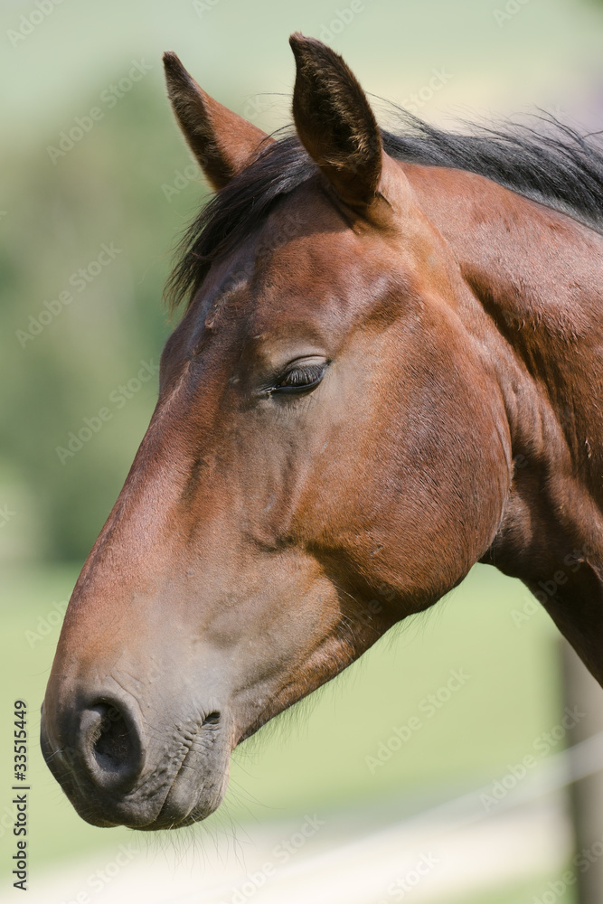 Fototapeta premium Pferd, Horse